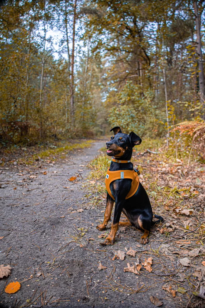 Dog in the woods - My, Dog, Forest, 