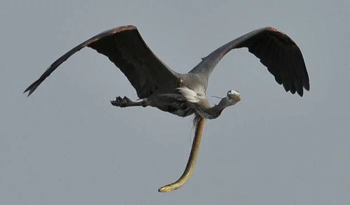 Heron and Eel – A Fable about Optimism and the Will to Win - My, Poems, Psychology, Literature, Fable, Story, Life stories, 