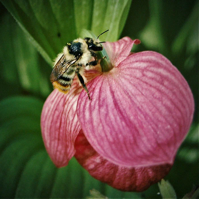 Siberian orchids (yes!) How they adapted to the taiga and where to find them - Nplus1, Orchids, Flowers, Taiga, Longpost, 