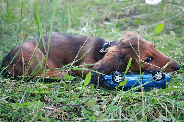 Misaki Allergo Hiltis - My, Dog, Growing up, Appeasement, Joy, Animals, Pets, Dachshund, Longpost, 