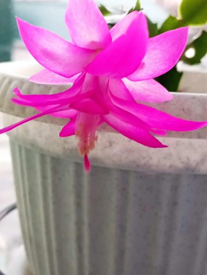 Decembrist in March - My, Houseplants, Decembrist cactus, Bloom, Mobile photography, Longpost, 