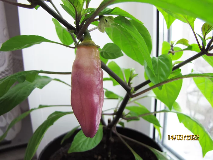 Monster Gum Peach - My, Vegetable garden on the windowsill, Hot peppers, Pepper, Pepper farming, Hydroponics, Houseplants, 