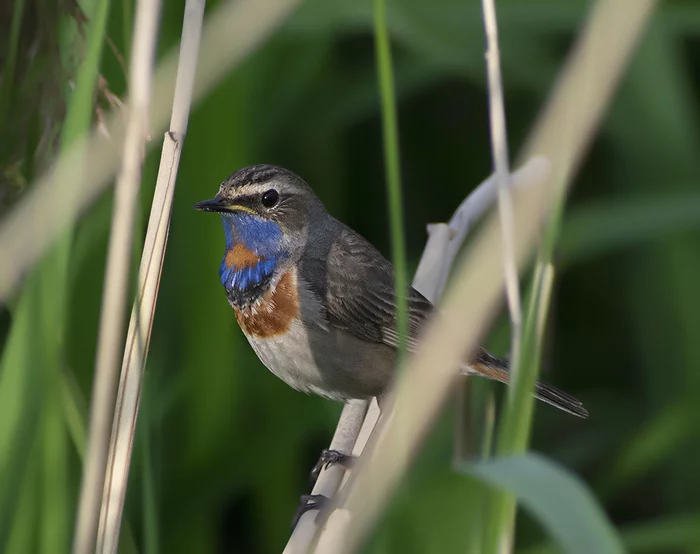 It's not spring yet - My, The nature of Russia, Birds, Ornithology, Nature, Schelkovo, Hobby, Photo hunting, Bluethroat, Spring, 