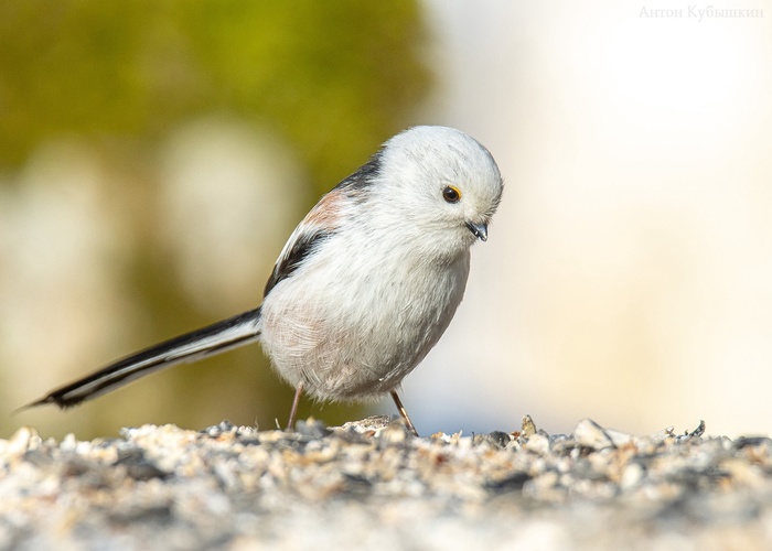 Угадай птицу. В этой игре важно не участвовать если знаешь. Спасибо