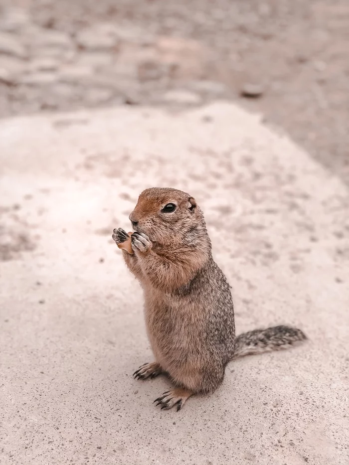 American ground squirrel (Evrazhka) at the end of the earth - My, Kamchatka, Evrazhka, Nature, Russia, Mobile photography, Longpost, 