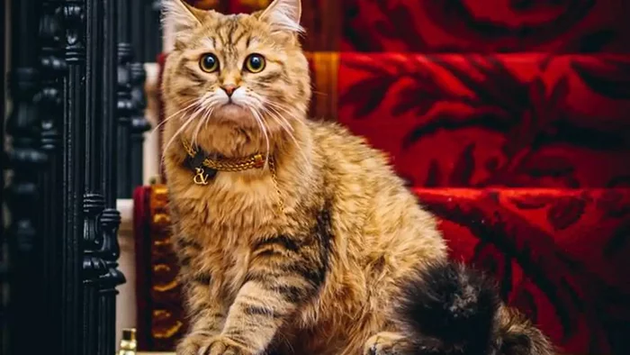 Named in honor of the Queen of Great Britain, the cat for life was settled in an expensive hotel - cat, Interesting, Hotel, London, England, Queen Elizabeth II, Siberian cat, Longpost, 
