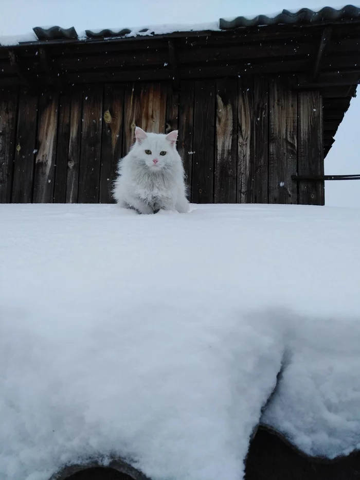 Котики - Моё, Кот, Зима, 