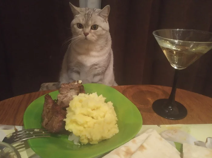 My Motya :3 - My, cat, Meat, Puree, Martini, 