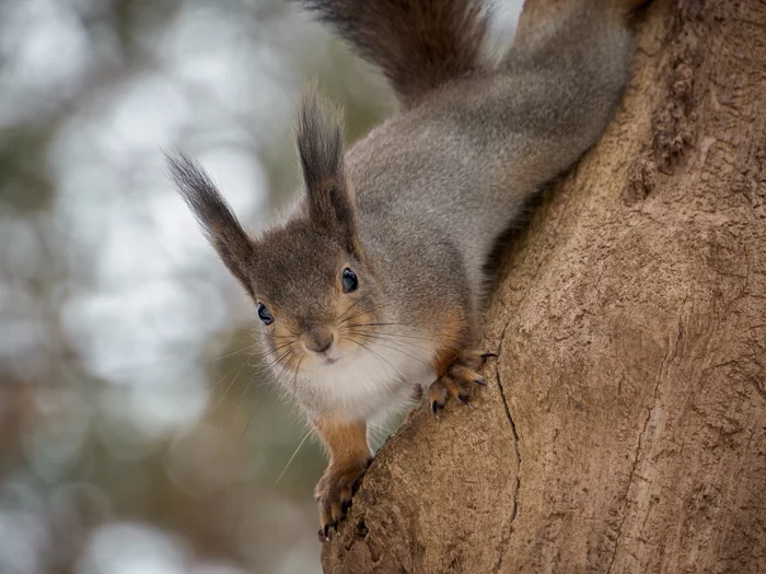 Terribly curious - My, The photo, The nature of Russia, Squirrel, Longpost, 