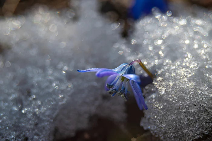 The first proleski - My, Proleski, Snow, Spring, Macro photography, Macro rings, Helios44-2, Longpost, 