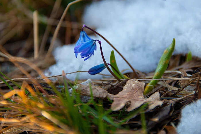 The first proleski - My, Proleski, Snow, Spring, Macro photography, Macro rings, Helios44-2, Longpost, 