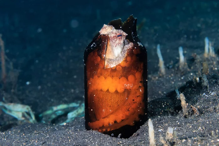 Shells were taken by tourists: octopuses are increasingly settling in empty bottles and bags - Octopus, Cephalopods, Marine life, Wild animals, Ecology, Zoology, Protection of Nature, Garbage, Plastic, Video, Youtube, Longpost, 