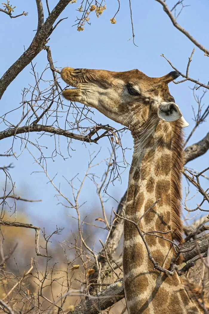 Giraffe - Giraffe, Artiodactyls, Wild animals, wildlife, National park, South Africa, The photo, Longpost, 