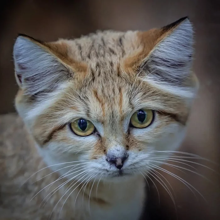 Portrait of a sand cat - Sand cat, Cat family, Wild animals, Predatory animals, Small cats, Japan, Zoo, Yokohama, , The photo