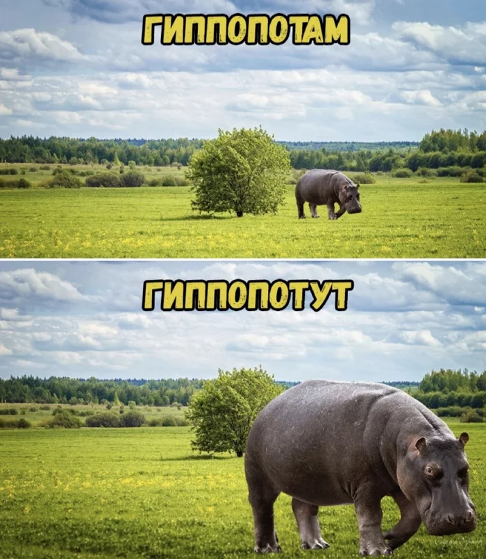 Here and there - Humor, Animals, The photo, Wordplay, Picture with text, hippopotamus, 