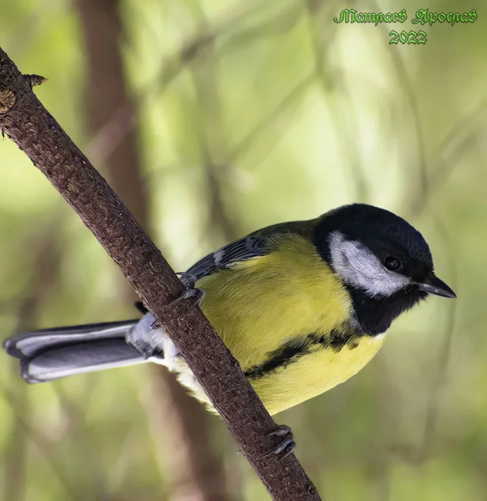 MLRS-PP - My, Birds, The nature of Russia, Ornithology, Nature, Schelkovo, Spring, Hobby, Photo hunting, Walk, Forest, Longpost, 