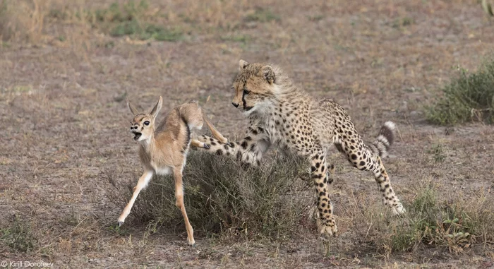 Catch-up - Cheetah, Small cats, Cat family, Predatory animals, Gazelle, Artiodactyls, Wild animals, wildlife, Reserves and sanctuaries, Africa, The photo, Mining, 