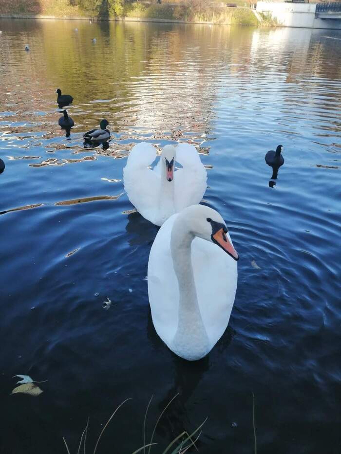 Lower Lake - My, Swans, Kaliningrad, Walk, , Lake