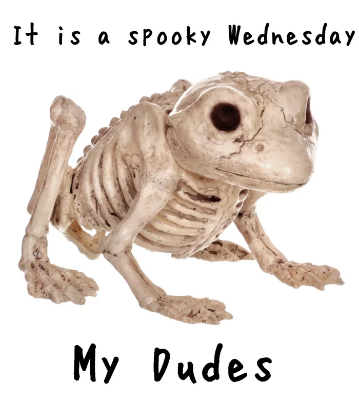 It Is Wednesday My Dudes - It Is Wednesday My Dudes, Toad, Dank memes, Absurd, 