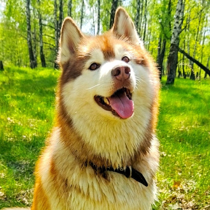 ����� ����� �����