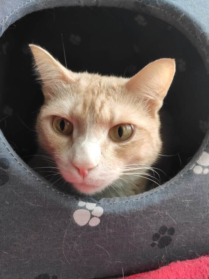 My pink-nosed - cat, Milota, Redheads, Striped, Pets, Longpost, 
