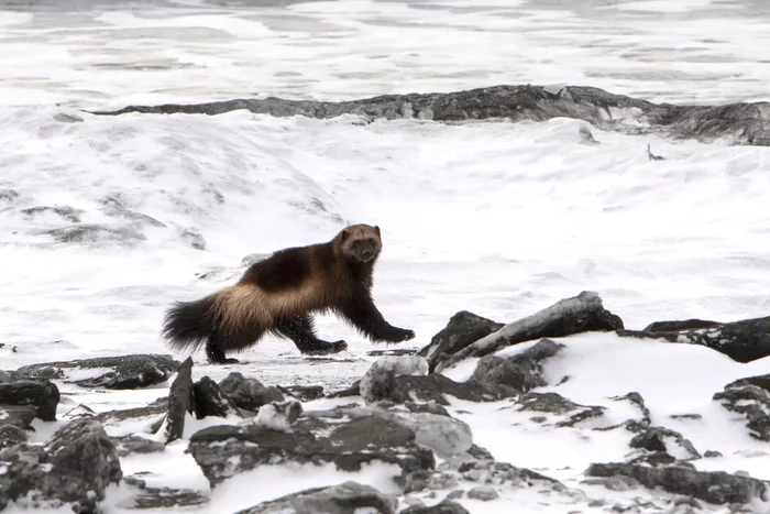 Kronotsky Reserve shared the rarest pictures of wolverine on the seashore - Wolverines, Wild animals, Predatory animals, Cunyi, Kronotsky Reserve, Kamchatka, Interesting, Reserves and sanctuaries, 