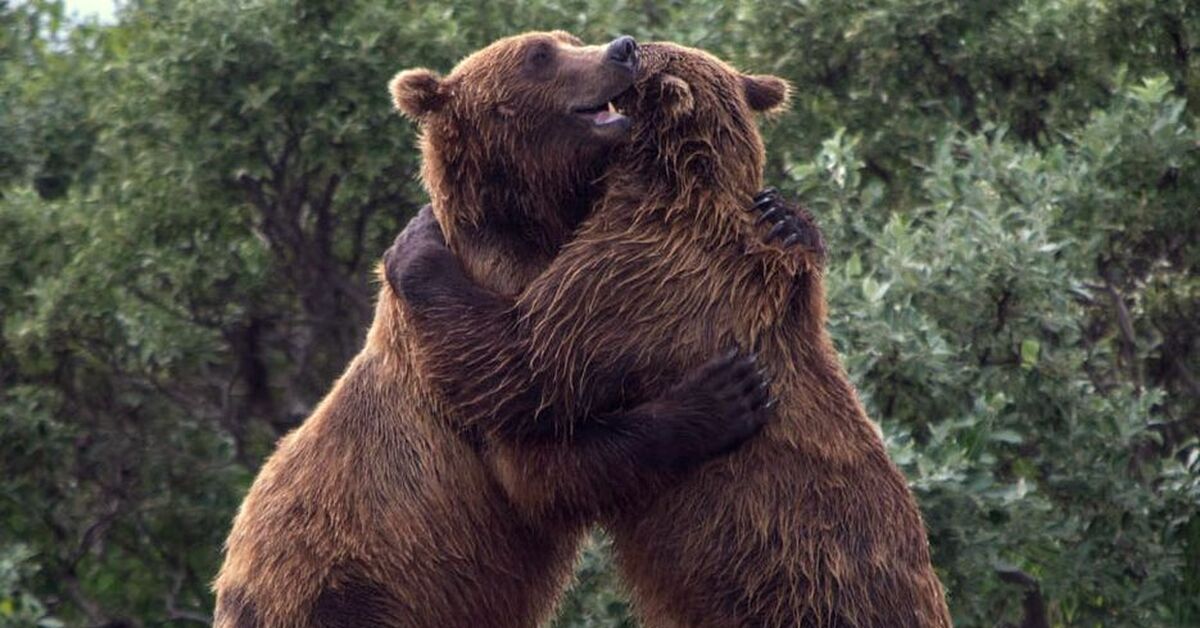 Loving bears. Медведи обнимаются. Обнимашки с медведем. Два медведя обнимаются. В обнимку с медведем.