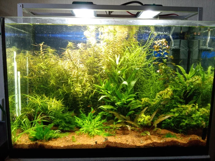 I give free aquarium 60 liters + cabinet in St. Petersburg (GIVEN) - My, Animal Rescue, I will give, Longpost, Saint Petersburg, Aquarium, Aquarium fish, 
