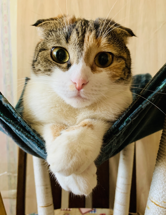 Как правильно складывать лапки