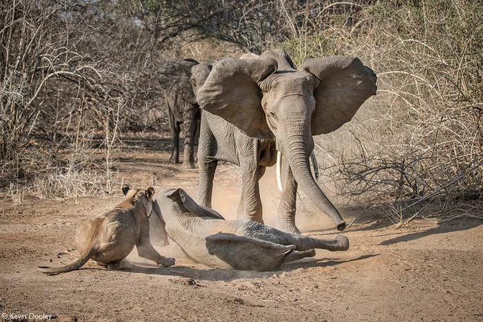 Elephant rushes to the aid of the cub - Elephants, a lion, Lioness, Predatory animals, Wild animals, wildlife, National park, South Africa, The photo, Young, Big cats, Cat family, Baby elephant, 