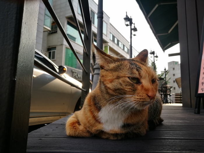 Узбеки в Корее