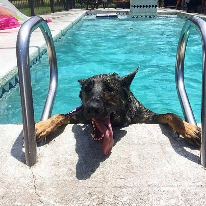 Can I still swim? - Dog, Sheepdog, Swimming pool, Milota