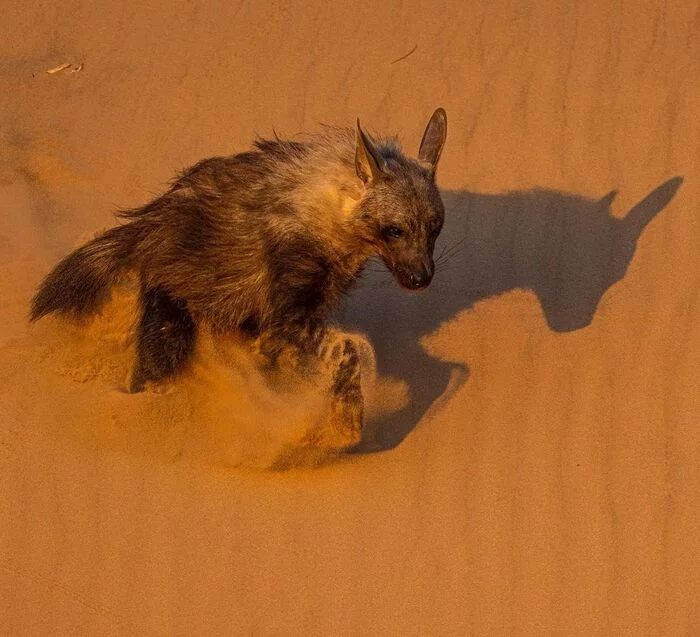 A long road in the dunes - Hyena, Brown hyena, Predatory animals, Wild animals, wildlife, South Africa, The photo, Sand