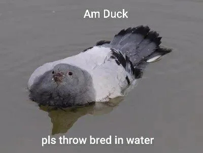 I'm a duck :D - Humor, Pigeon, 