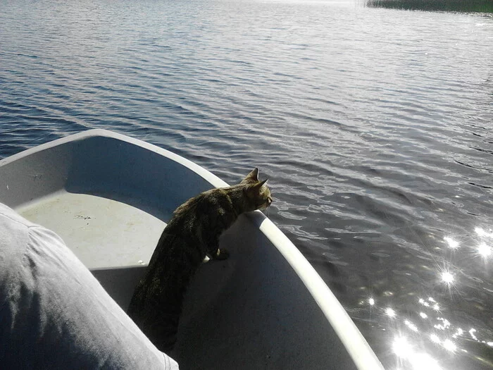 If that's the case... - cat, A boat, 