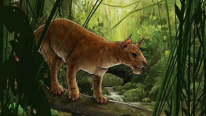 One of the first saber-toothed superpredators - Eocene, Paleontology, San Diego, California, USA, Fossils, Cat family, Prehistoric animals, Extinct species, Museum, Saber-toothed cats, Predatory animals, Cenozoic, Longpost