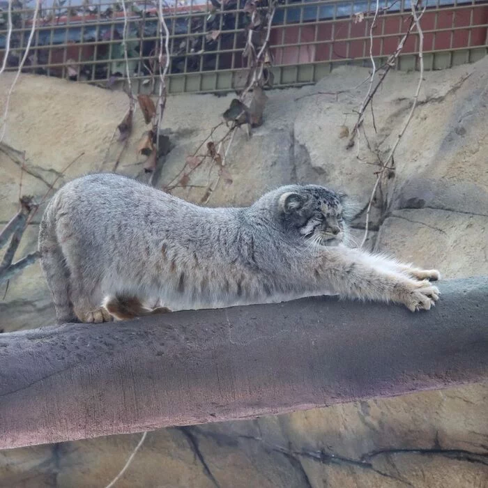 Good morning! - Pallas' cat, Small cats, Cat family, Predatory animals, Wild animals, Fluffy, Pet the cat, Rare view, Red Book, Zoo, Japan, Positive, Puffs, 