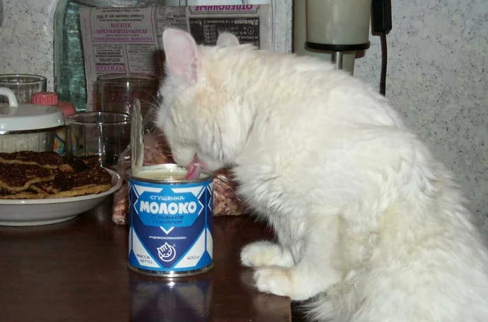 Cat and milk - cat, The photo, Condensed milk, 