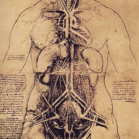 The functions of some organs that you may not have been aware of - My, Nauchpop, Informative, Anatomy, The medicine, Physiology