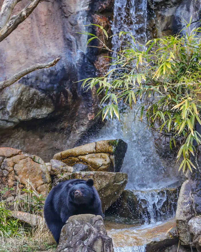 Гималайский медведь