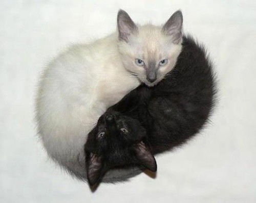 Miu-meow - cat, Kittens, Yin Yang, Milota, Black and white, From the network