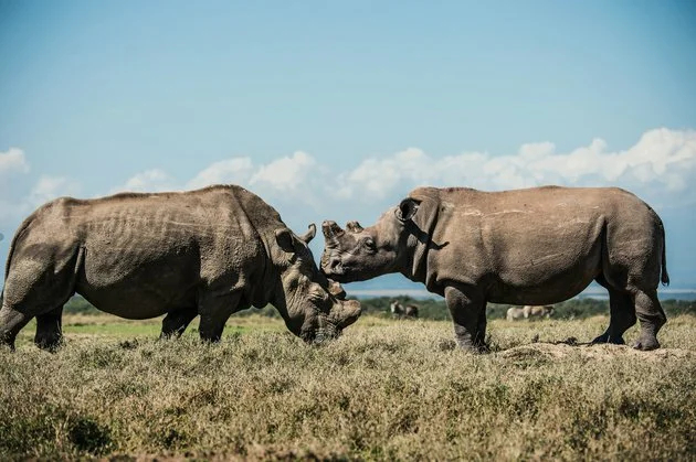The story of the world's last male northern white rhino of Sudan - White Rhinoceros, Wild animals, Sudan, Kenya, Yandex Zen, Longpost