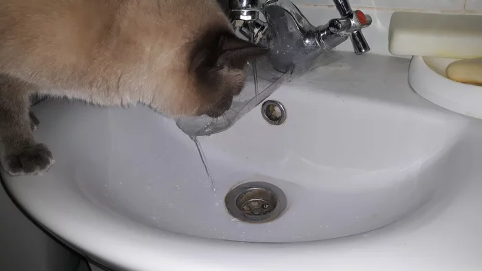 If there is no water in the tap, then the cats drank! - My, cat, Waterhole, Sushnyak, Water cut-off, If there is no water in the tap, Thai cat