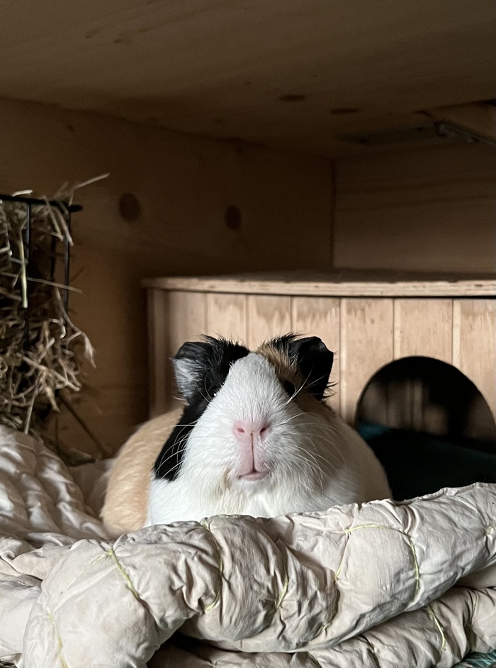 Кнопа- свинья