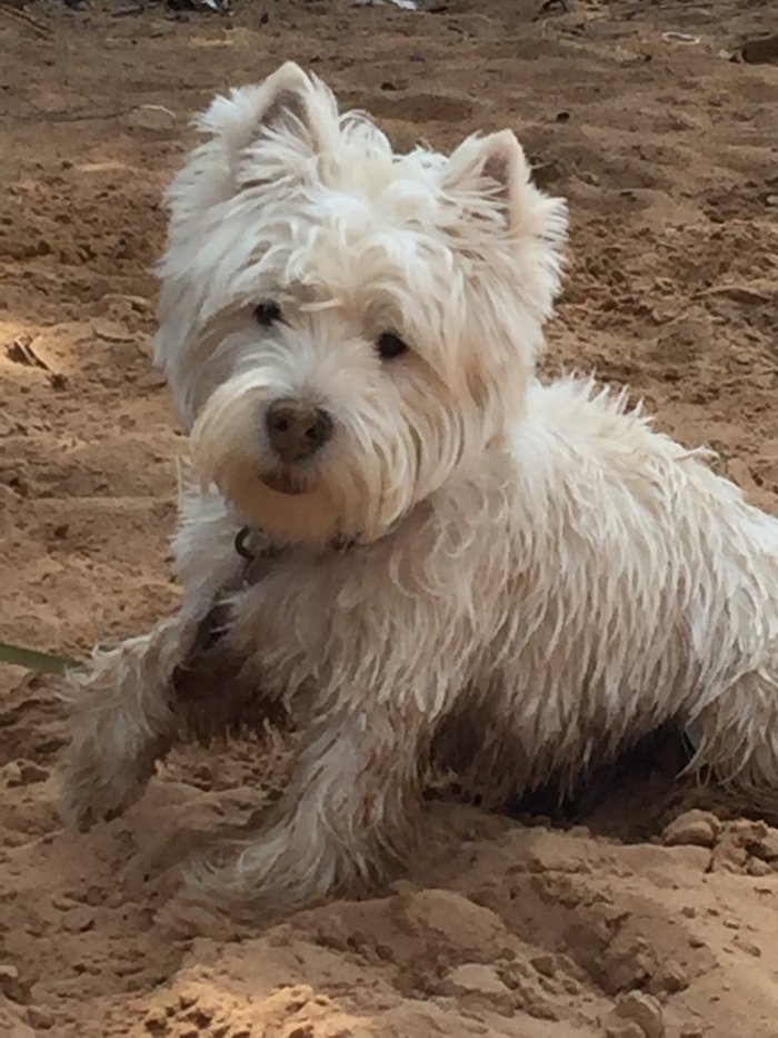 Помощь пикабутянам