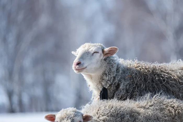 Sheep enjoy the warm spring sun - My, The photo, Sheeps, Spring