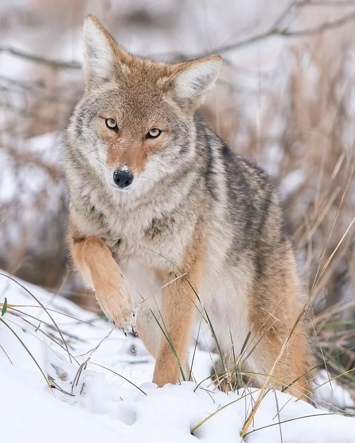 Substitute the barrel - Coyote, Canines, Predatory animals, Wild animals, wildlife, North America, The photo