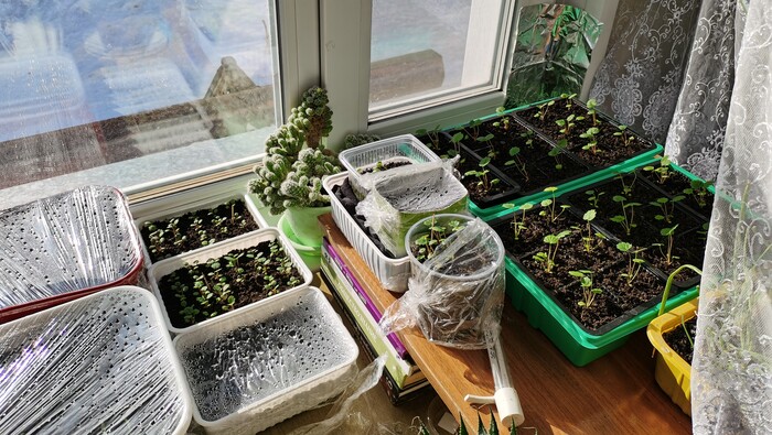 Насеяно много, но рассадный БУМ еще впереди! Обзор рассады в марте