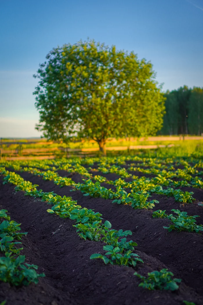 Potato beds - My, The photo, Garden, Potato, Landscape, Village, Rustic potatoes, Garden beds, Summer