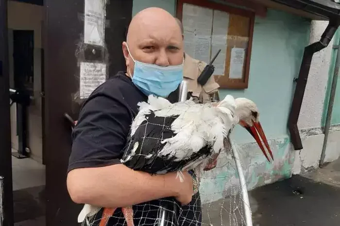 A stork named Lord from the capital's ornitarium died on the territory of Sokolniki Park: he was gnawed by a fox - Fox, Canines, Predatory animals, Stork, Birds, Incident, Sokolniki, Moscow, Wild animals, Negative